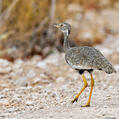 Northern Black Korhaan (Afrotis afraoides)