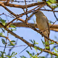 Southern Grey-headed Sparrow (Passer diffusus)