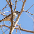 Southern Grey-headed Sparrow (Passer diffusus)