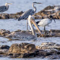 Pink-backed Pelican (Pelecanus rufescens)
