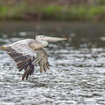 Pink-backed Pelican (Pelecanus rufescens)