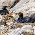 Cape Cormorant (Phalacrocorax capensis)