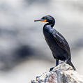 Cape Cormorant (Phalacrocorax capensis)