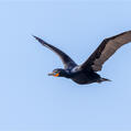 Cape Cormorant (Phalacrocorax capensis)