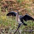 Reed Cormorant (Microcarbo africanus)