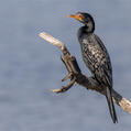 Reed Cormorant (Microcarbo africanus)