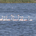 Greater Flamingo (Phoenicopterus roseus)