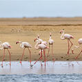Greater Flamingo (Phoenicopterus roseus)