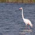 Greater Flamingo (Phoenicopterus roseus)