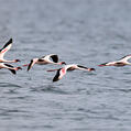 Lesser Flamingo (Phoeniconaias minor)