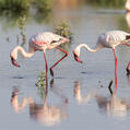Lesser Flamingo (Phoeniconaias minor)