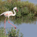 Lesser Flamingo (Phoeniconaias minor)