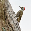 Cardinal Woodpecker (Dendropicos fuscescens)