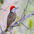 Cardinal Woodpecker (Dendropicos fuscescens)