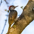 Golden-tailed Woodpecker (Campethera abingoni)