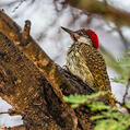 Golden-tailed Woodpecker (Campethera abingoni)
