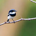 Chinspot Batis (Batis molitor)