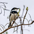 Chinspot Batis (Batis molitor)