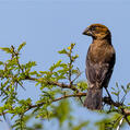 Thick-billed Weaver (Amblyospiza albifrons)