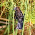 Thick-billed Weaver (Amblyospiza albifrons)