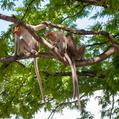 Rhesus Monkey (Macaca mulatta)