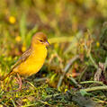 Southern Masked Weaver (Ploceus velatus)