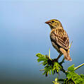 Southern Red Bishop (Euplectes orix)