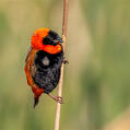 Southern Red Bishop (Euplectes orix)