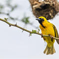 Village Weaver (Ploceus cucullatus)