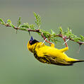 Village Weaver (Ploceus cucullatus)