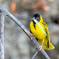 Village Weaver (Ploceus cucullatus)