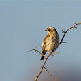 White-browed Sparrow-Weaver (Plocepasser mahali)