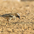 White-browed Sparrow-Weaver (Plocepasser mahali)