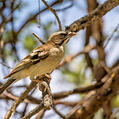 White-browed Sparrow-Weaver (Plocepasser mahali)