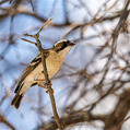 White-browed Sparrow-Weaver (Plocepasser mahali)