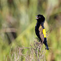 Yellow Bishop (Euplectes capensis)