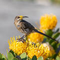 Cape Sugarbird (Promerops cafer)