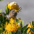 Cape Sugarbird (Promerops cafer)