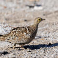Double-banded Sandgrouse (Pterocles bicinctus)