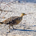 Double-banded Sandgrouse (Pterocles bicinctus)