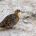 Double-banded Sandgrouse (Pterocles bicinctus)