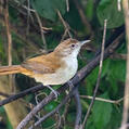 Terrestrial Brownbul (Phyllastrephus terrestris)