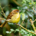 Yellow-bellied Greenbul (Chlorocichla flaviventris)