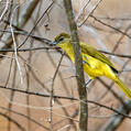 Yellow-bellied Greenbul (Chlorocichla flaviventris)