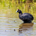 Red-knobbed Coot (Fulica cristata)