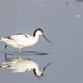 Pied Avocet (Recurvirostra avosetta)