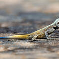 Southern Tree Agama (Acanthocercus atricollis)