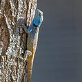 Southern Tree Agama (Acanthocercus atricollis)