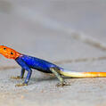 Namib Rock Agama (Agama planiceps)