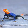 Namib Rock Agama (Agama planiceps)
